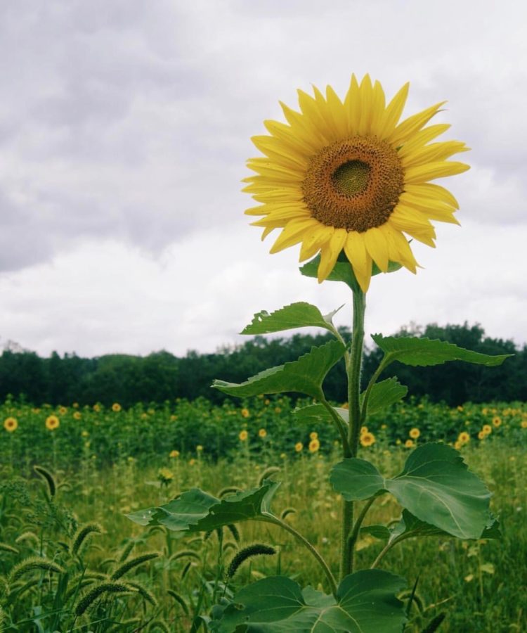 Senior+Rebecca+Mulligan+snaps+a+photo+of+a+sunflower.