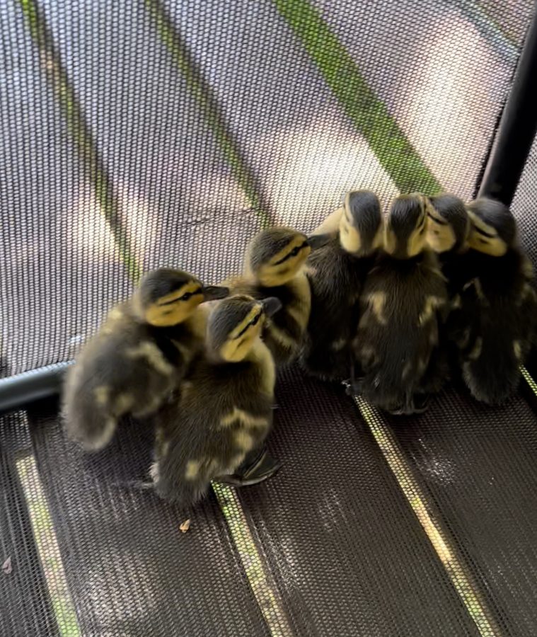 The ducklings are being moved to the stream.