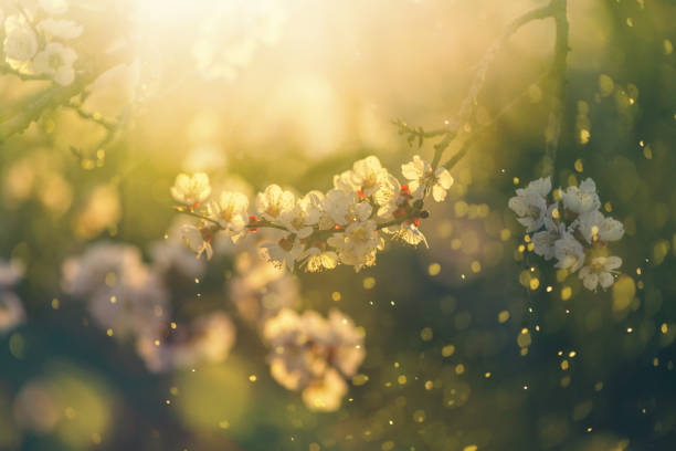 Apricot flowers in the spring